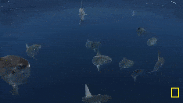 432887603a5c4eaab98e495ac74b698b.gif