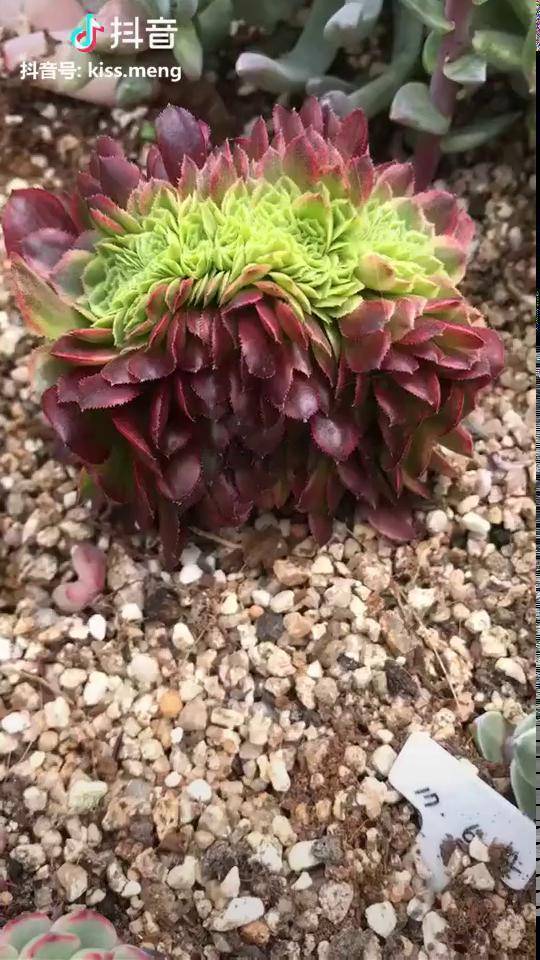 尺寸8嘉年华缀化自然群生一体贵货