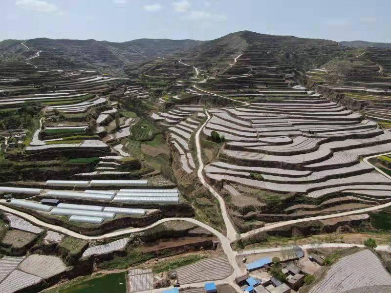 在甘谷县西坪镇马家河村线椒示范基地育苗大棚里,春意盎然,映入眼帘的
