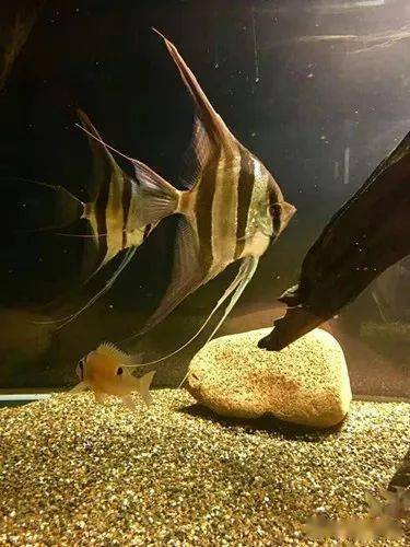 惊艳养鱼达人教你从七个方面欣赏埃及神仙鱼