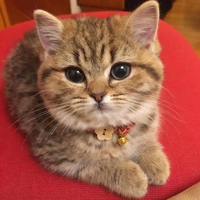 虎头虎脑的小猫咪请问这个花纹是找小脑斧借的吗