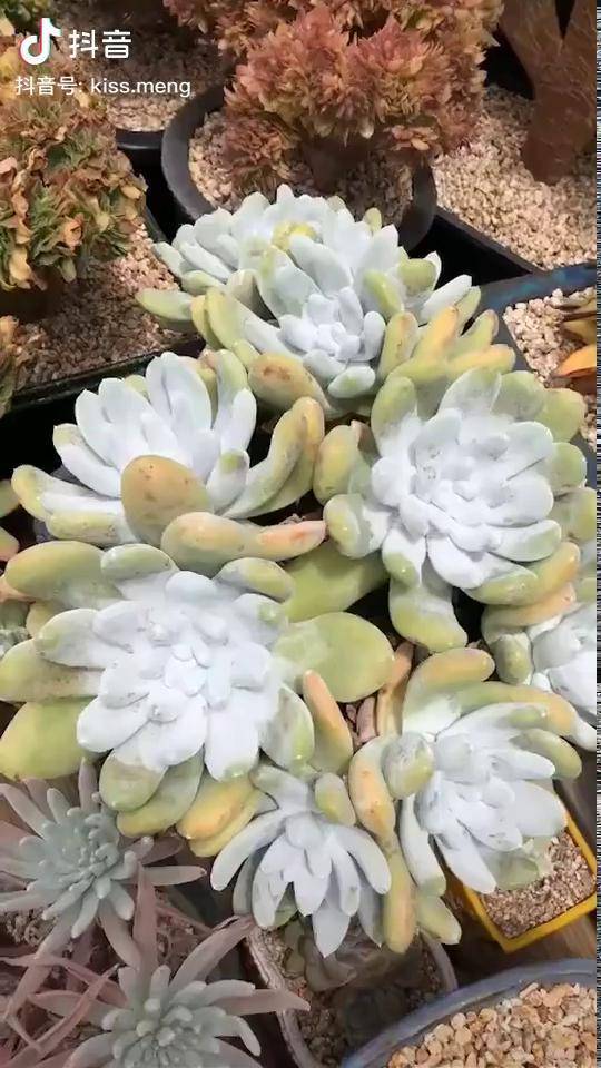 11头拇指仙女好看仙女杯多肉植物