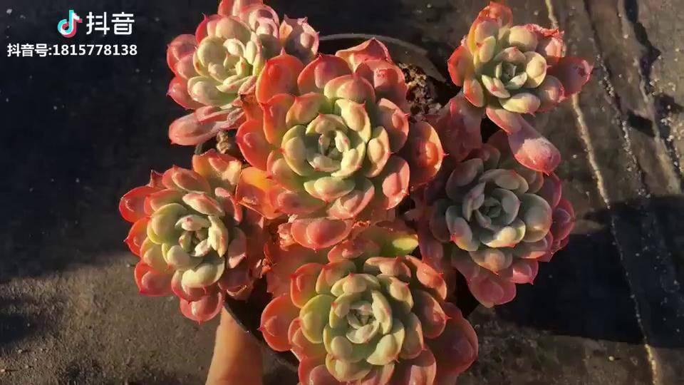 超美雨滴多肉多肉植物多肉老桩