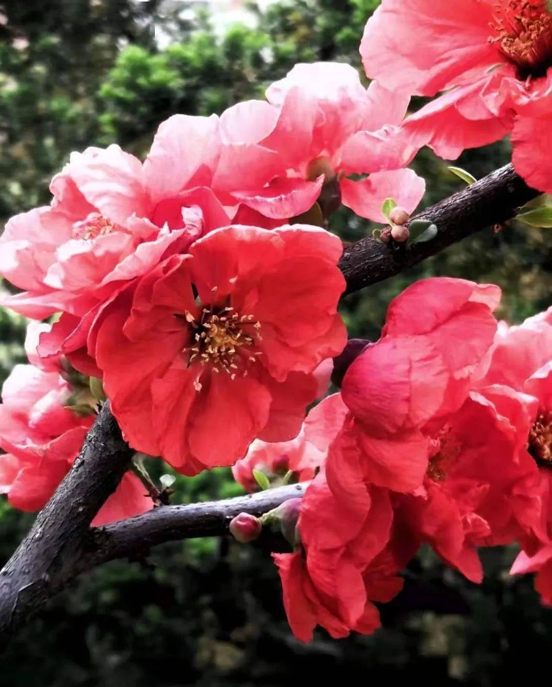 《杏挂满枝头》拍于中宝家园—林哥《花儿与蜜蜂》一一郭旗《牛背鹭