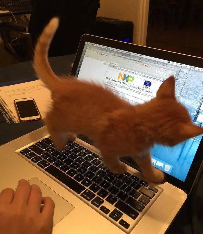 我家猫造反了踩键盘狂飙脏话