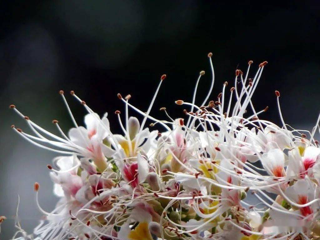 四大圣树 以一当三 实在了不得还有人一直把它当作 菩提树七叶树 就成