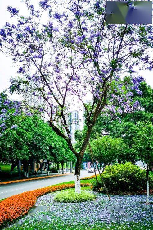 城事| 清雅秀丽 重庆蓝花楹初夏浪漫盛开