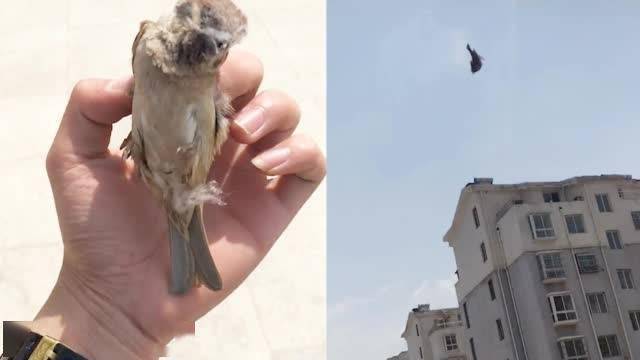 男子捡到受伤麻雀,放生时发生爆笑一幕!网友:差点把小鸟送走