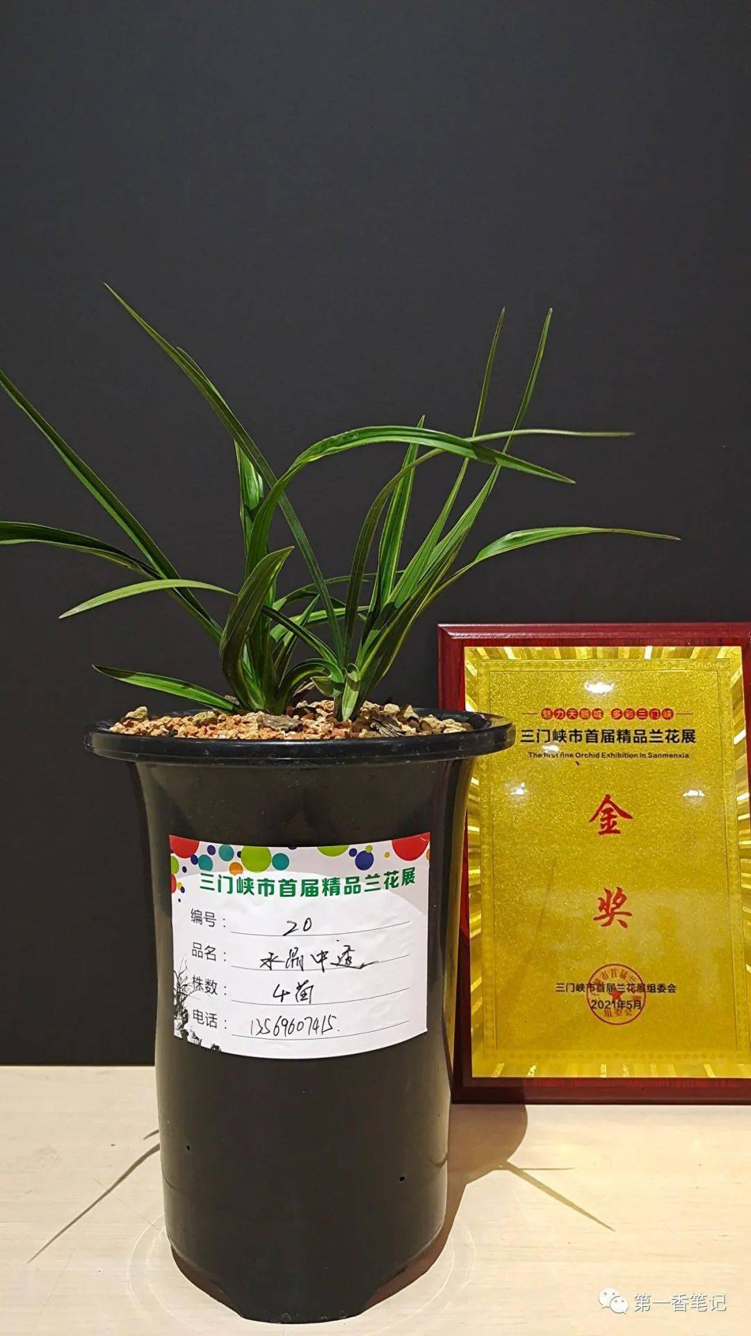 云南今日黄金价格「云南黄金是真黄金吗」