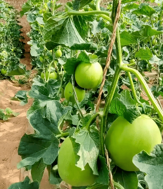 开园啦盐池的网红小西瓜等你采摘让你甜蜜一夏