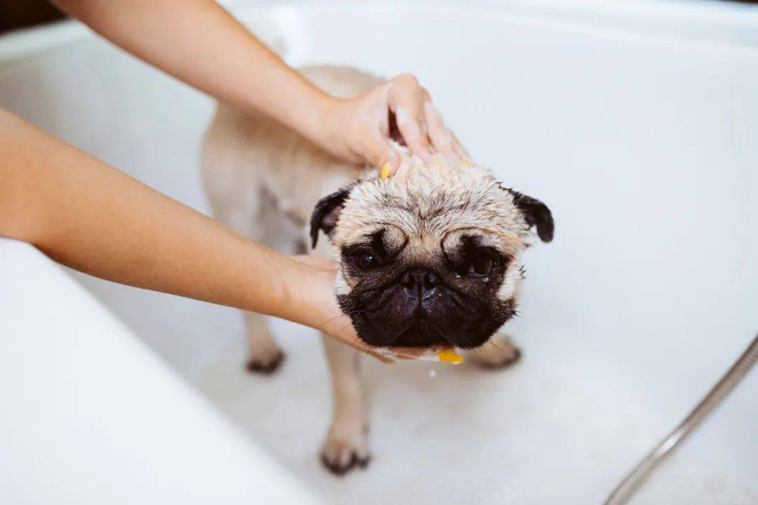 【陈老师课堂】宠物门店经营碎碎念之宠物spa的好处_皮毛