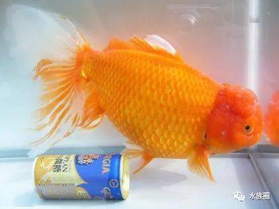 日本金鱼分几类 也是草文龙蛋吗 水族圈带你解密日本金鱼 狮子