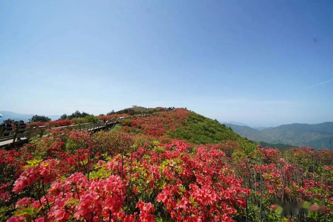 龙游绿春湖的杜鹃花图片