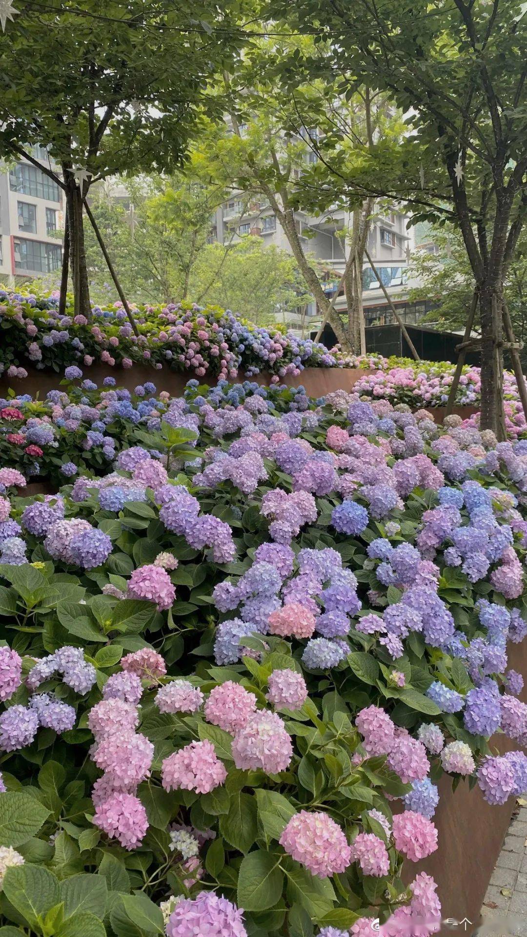 成都锦门绣球花海图片