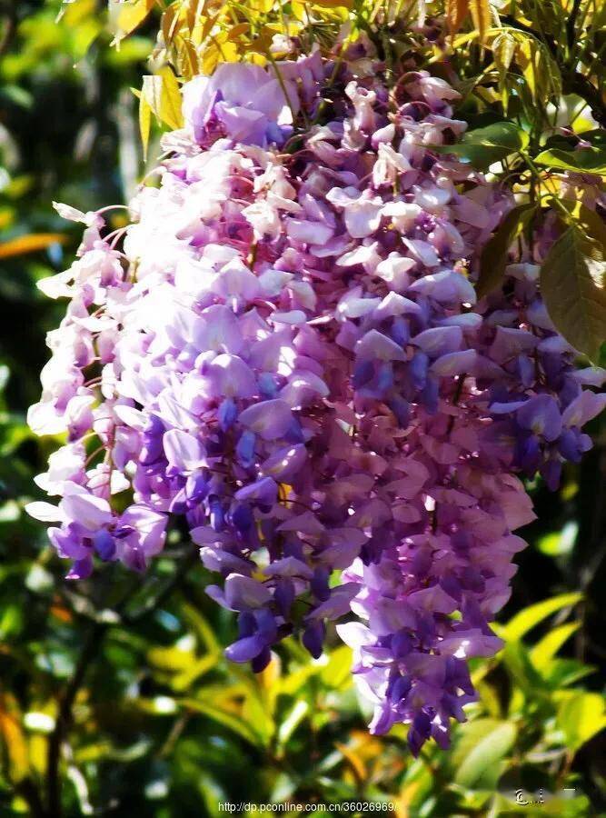 藏头七绝/紫陌风尘