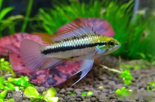 常见的有皇冠棋盘短鲷,燕尾棋盘短鲷,喷点棋盘短鲷,雪花棋盘短鲷等等.