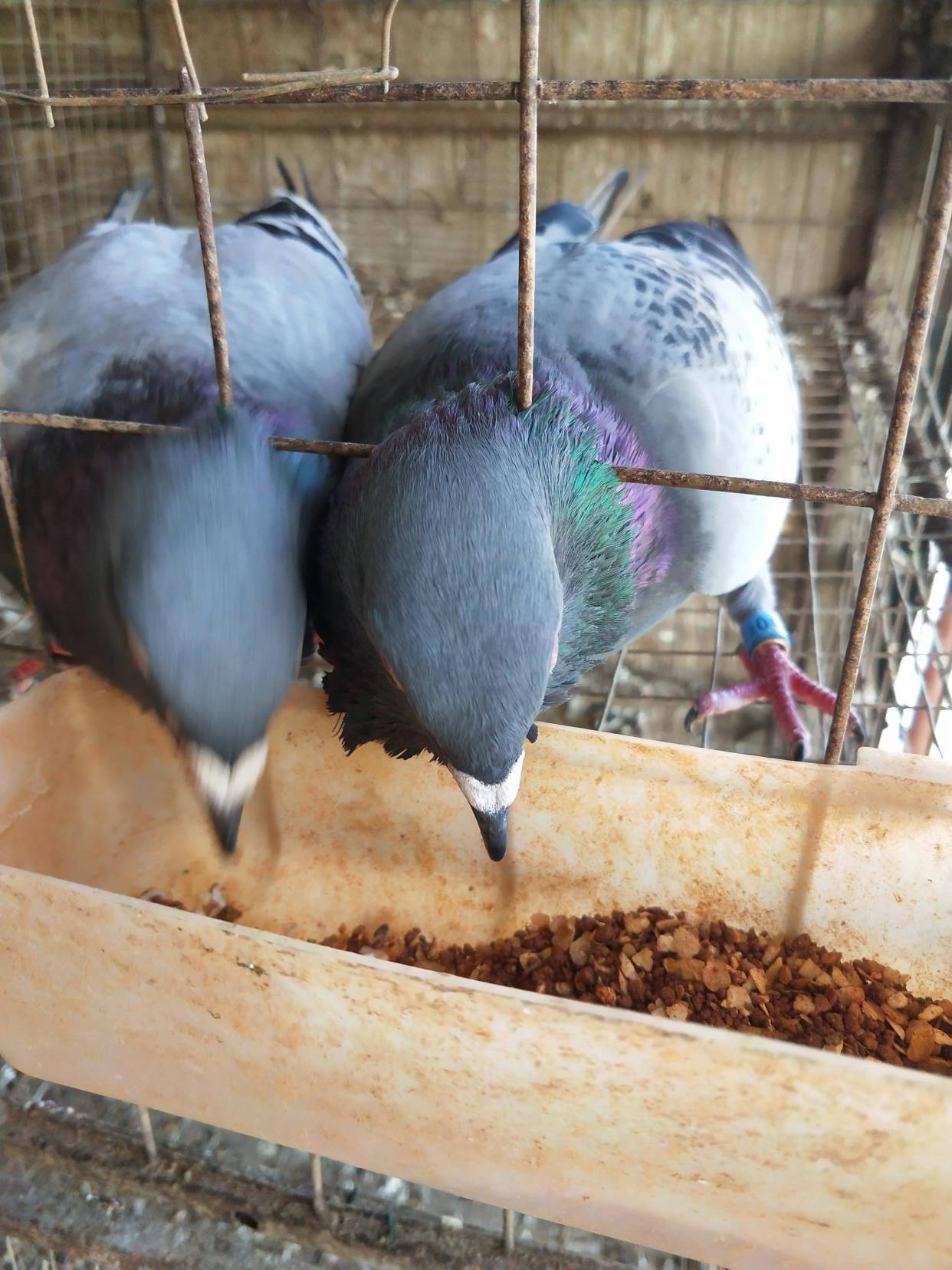 信鸽和普通鸽子的营养一样吗 2537fd933dfe47ca9763114cf15aa590.jpeg