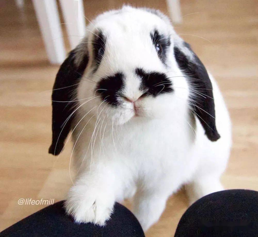 神兽家族草泥兔安哥拉兔