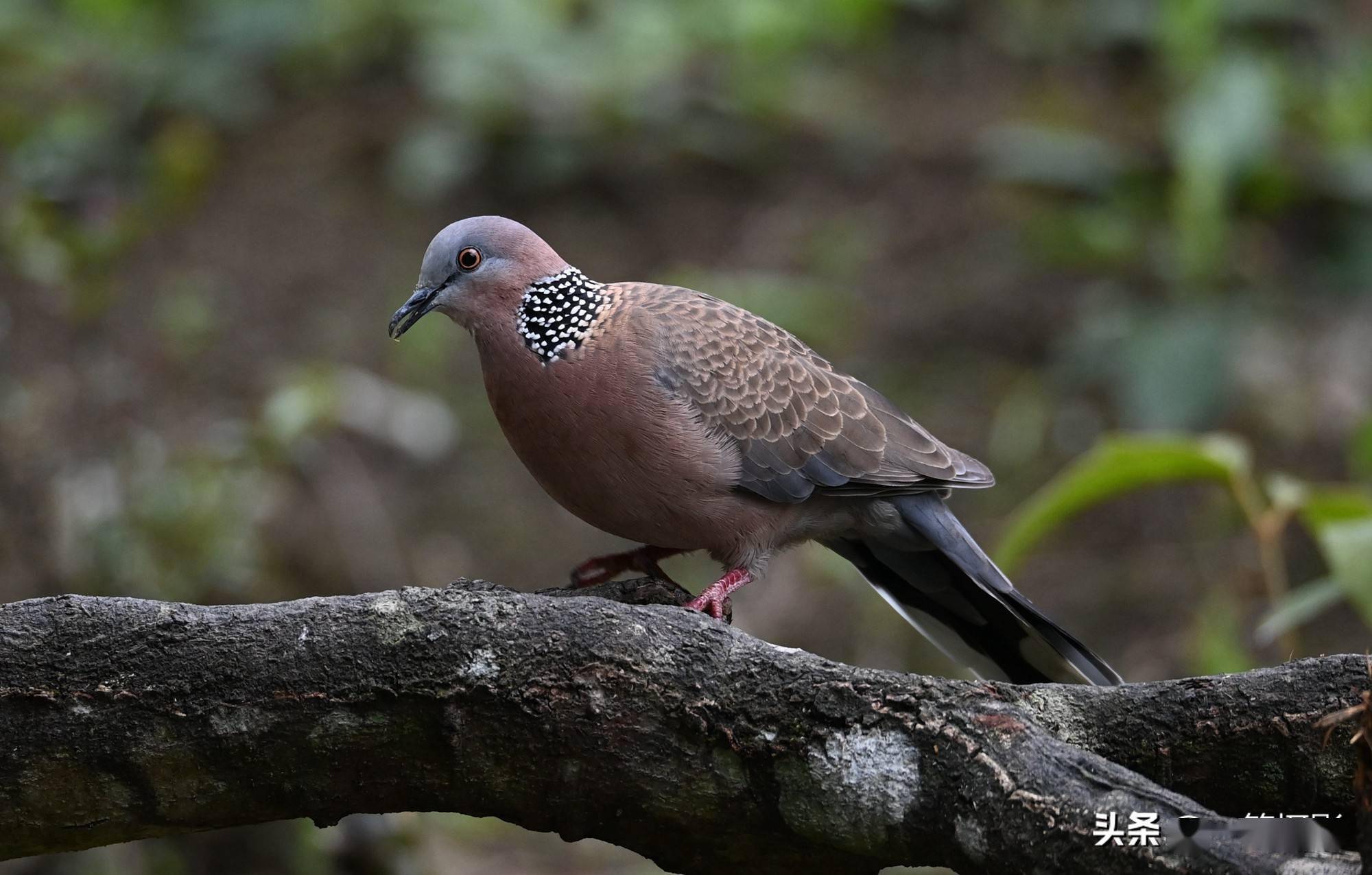 廣東南嶺大山裡的珠頸斑鳩