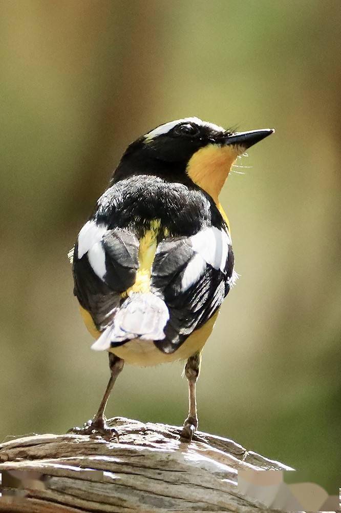 黑,白,黄搭配的小鸟来北京了