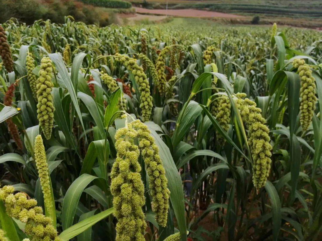 会宁:小杂粮种出大品牌_种植