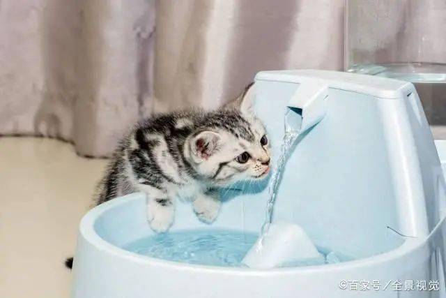 猫不爱喝水 可能是猫咪的全自动饮水机漏电 漏电 宠物