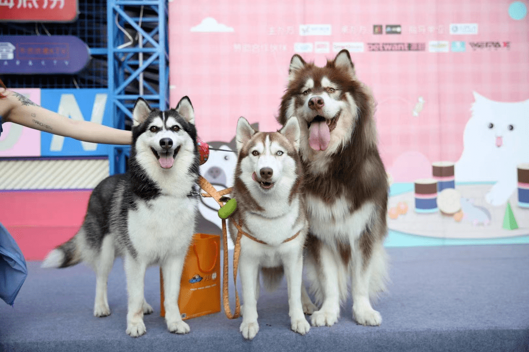 阿猫阿狗活动回顾5月1516日深圳大学城益田假日里萌宠嘉年华圆满落幕