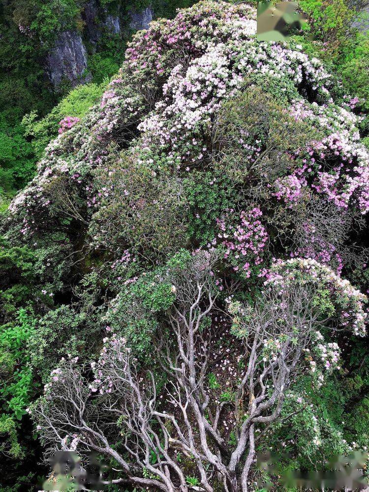 汉中龙头山杜鹃花图片