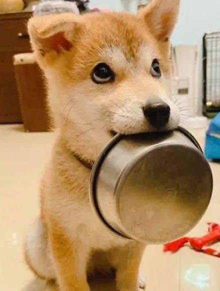 这货的讨食功力已经炉火纯青了,只用一半舌头顶着碗,还一脸拽拽的表情