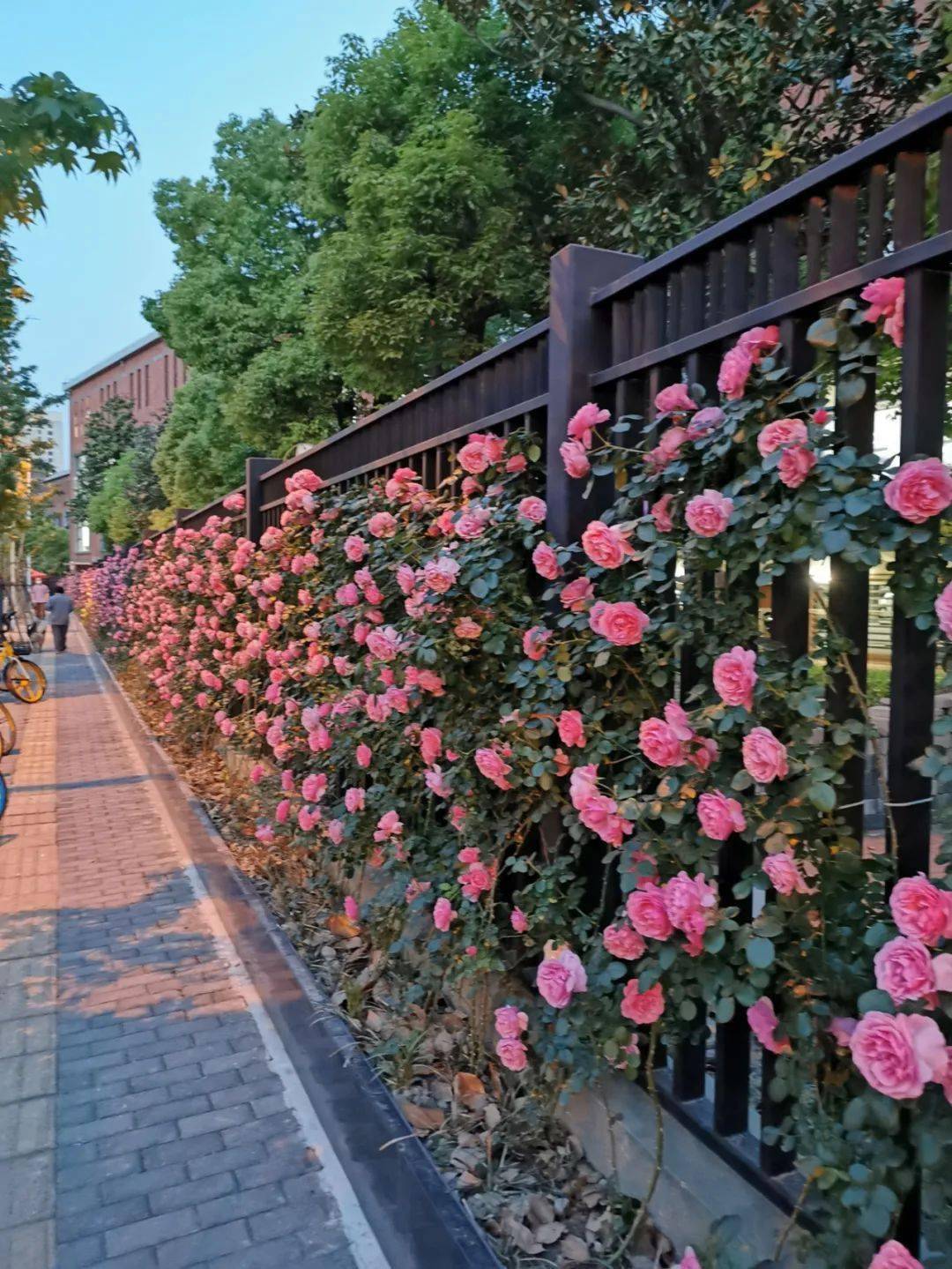 杨浦顺平路上2520株月季正盛开