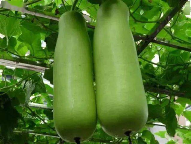 丝瓜配什么菜最好 6f0f39dd0cb04d5c826ae39522f9a17e.jpeg