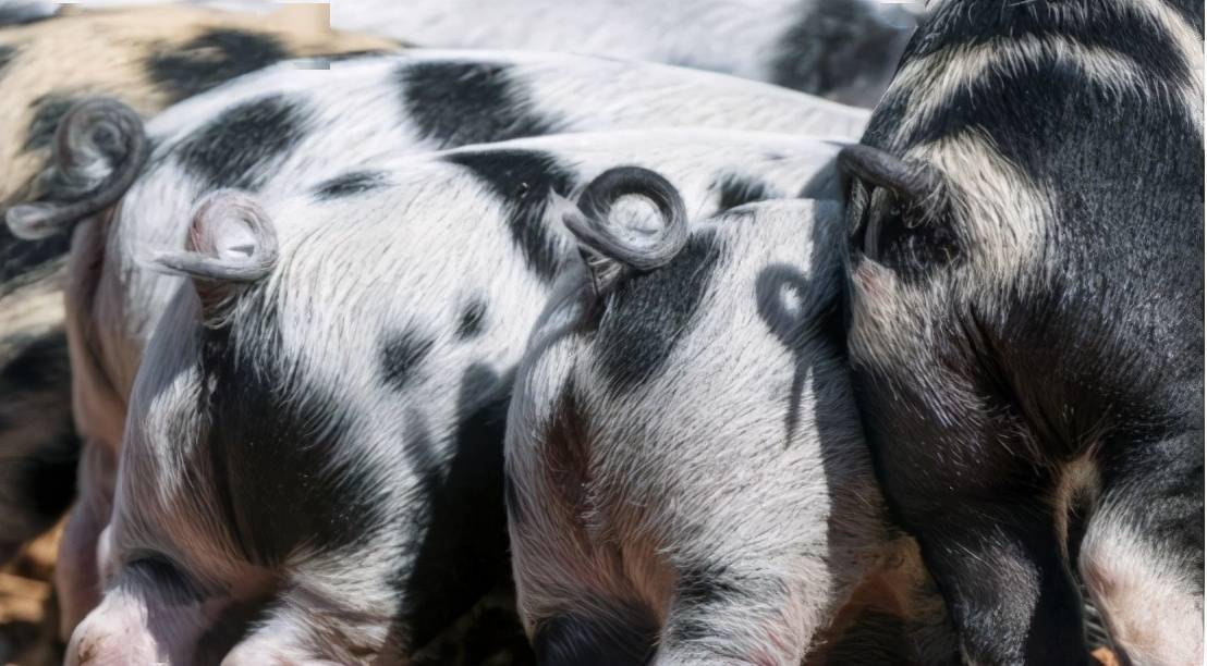 你知道猪是怎么呼吸的吗研究员它是用屁股来呼吸