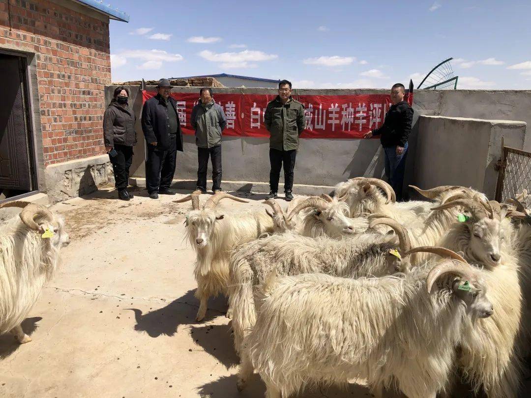 辽宁盖县种山羊市场图片