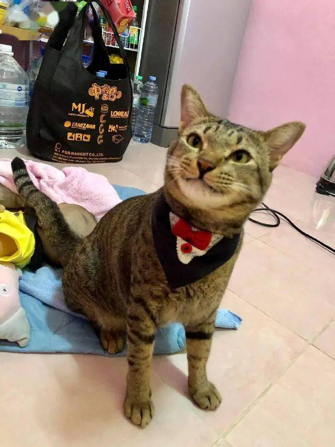 猫咪用尾巴盖住睡觉的小铲屎官,感觉有点小贱贱