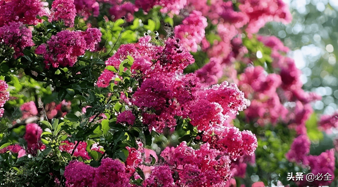 北方常见的花灌木有哪些