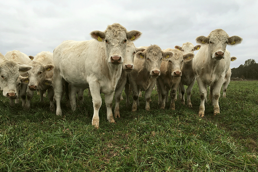 夏洛莱牛法国的肌肉怪物体重超1吨在中国养了50多年