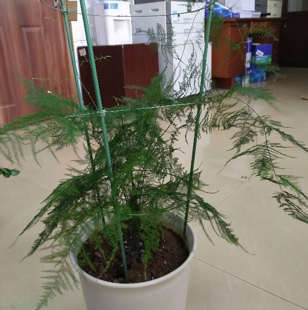 养好文竹有4个方法株型挺拔郁郁葱葱长得很快