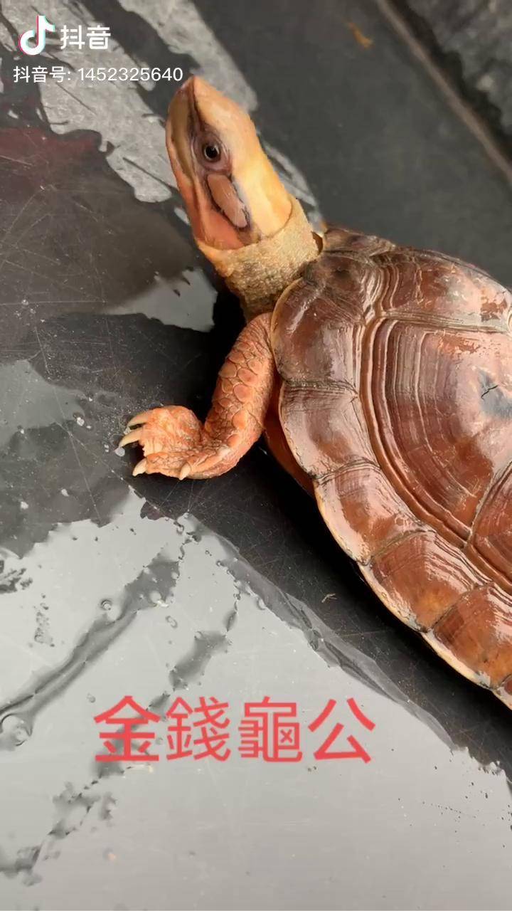 分享养殖金钱龟金钱龟金钱归来招财镇宅金钱龟万物皆可盘
