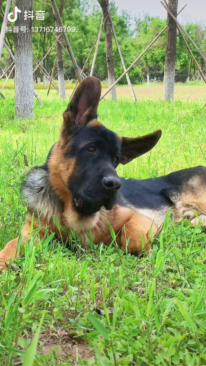 长着一对可爱大耳朵的锤系德牧幼犬锤系德牧犬北京德牧犬舍护卫犬德国