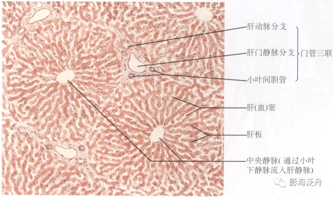 肝小叶组胚图图片