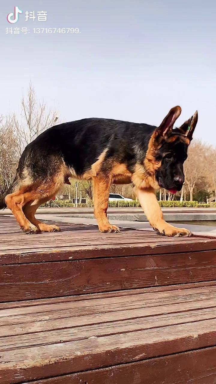 人类忠诚的朋友锤系德牧锤系德牧幼犬护卫犬抖音萌宠出道锤系中牧
