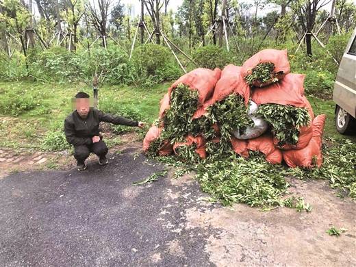 落网的盗花贼指认现场.