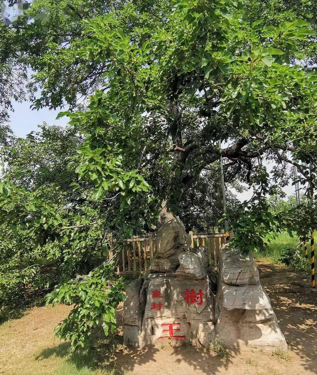 屹立在大兴安定镇御林古桑园中树上也结满桑椹这棵树王如今依旧挺拔