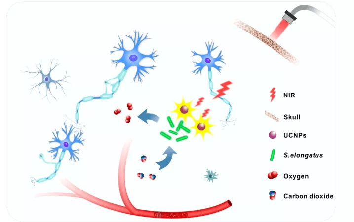 腦科學日報讓大腦進行光合作用大腦缺氧的全新解決方案