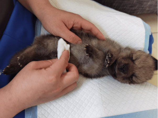 代号就是他们的"名字",但这只北极狼宝宝是全人工饲养,驯养师们觉得它