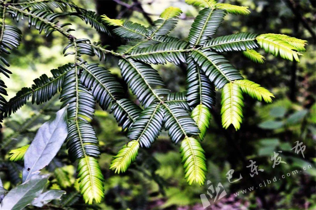 篦子三尖杉 郑定荣/摄连香树连香树为连香树科连香树属.