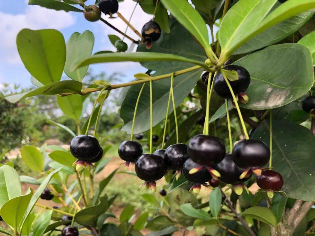 这个季节来中山,正好!_in
