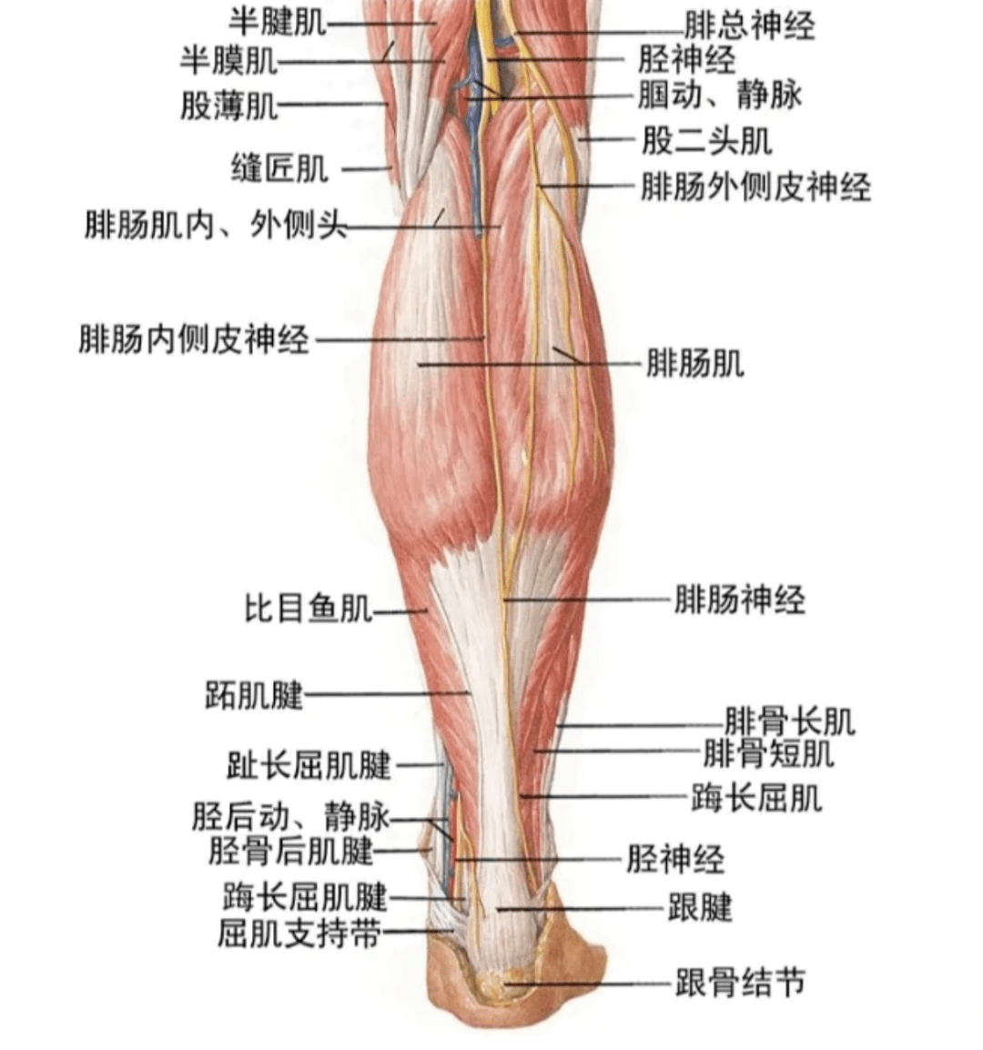 怎么才能瘦大腿肌肉和小腿肌肉 a292a165e6da41db9fde21f35f5cc0ee.png