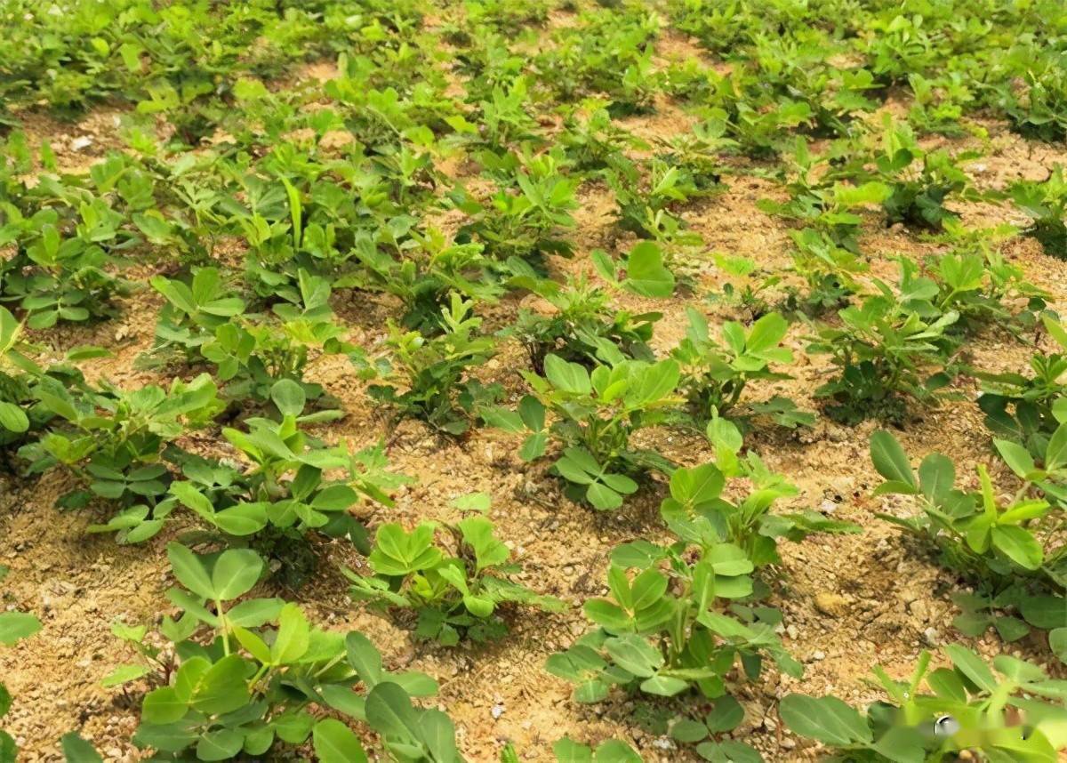 花生栽培技术与提高种植效益的策略