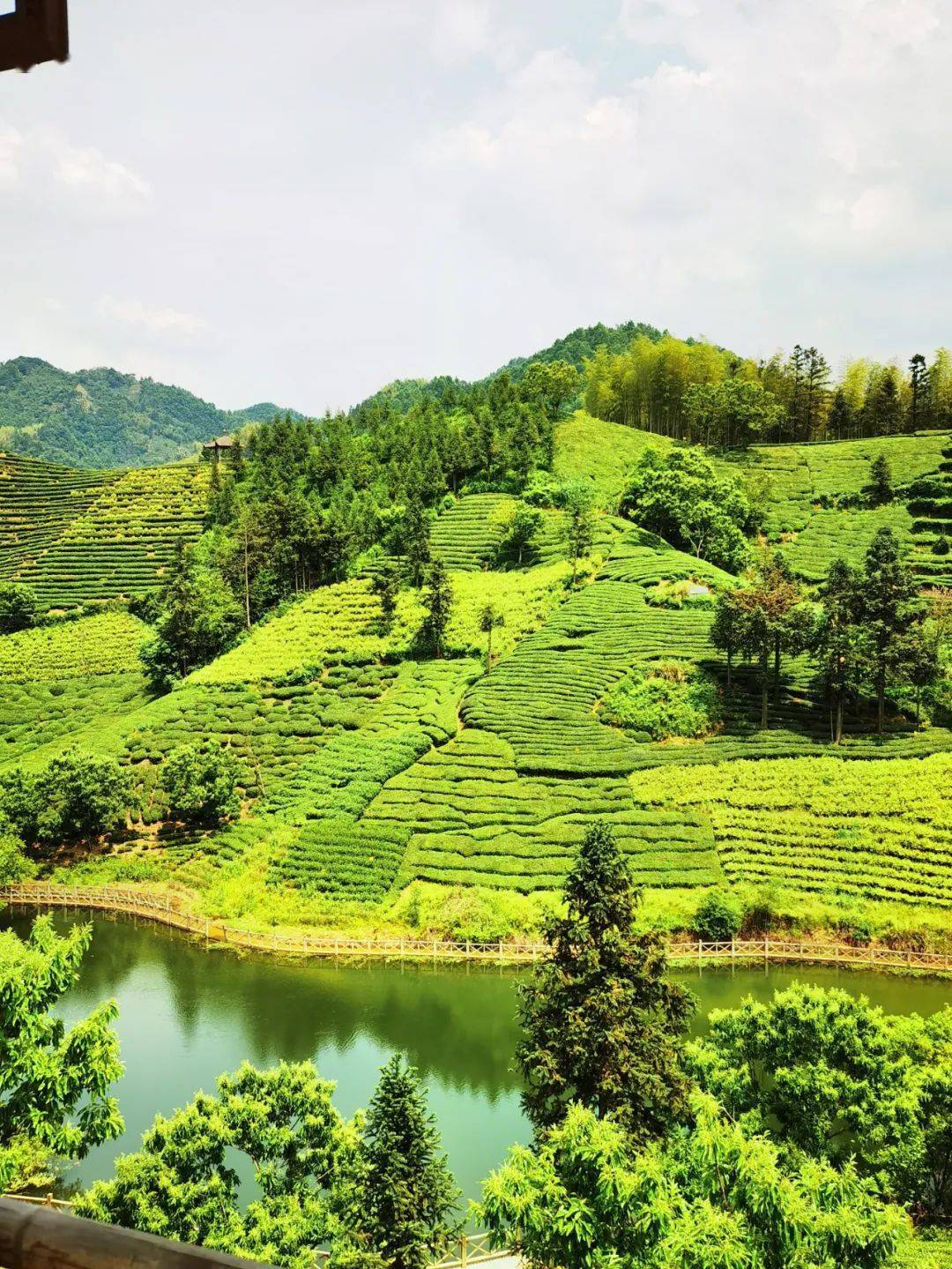 茶谷好风光景色惹人醉